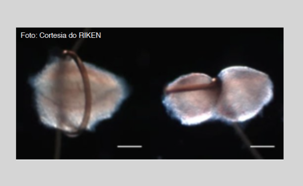 Restauração do dente funcional utilizando os germes de divisão