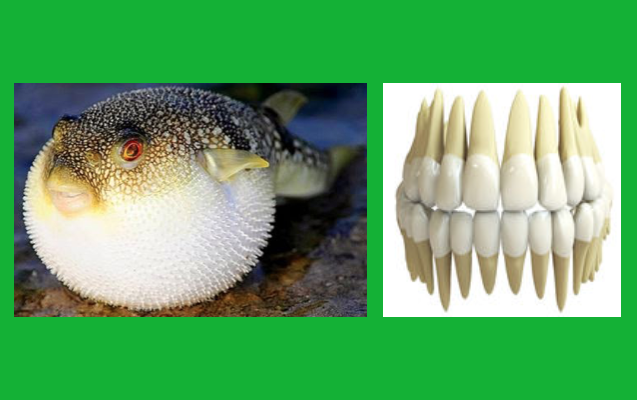 Peixe balão e humanos partilham os mesmos genes para os dentes