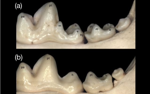 O gene FOXI3 poderá estar envolvido nas mudanças evolutivas da morfologia dentária humana.