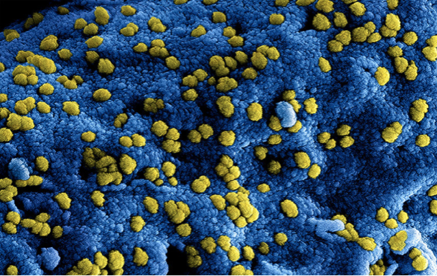 Vir Biotechnology descobre dois anticorpos contra novo coronavírus