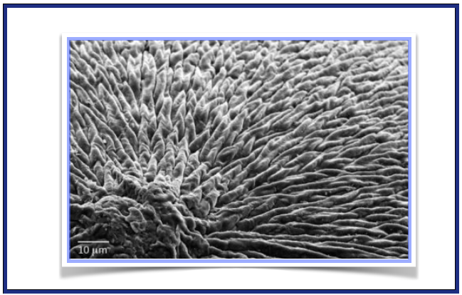 Cientistas desenvolvem material que pode regenerar o esmalte dentário