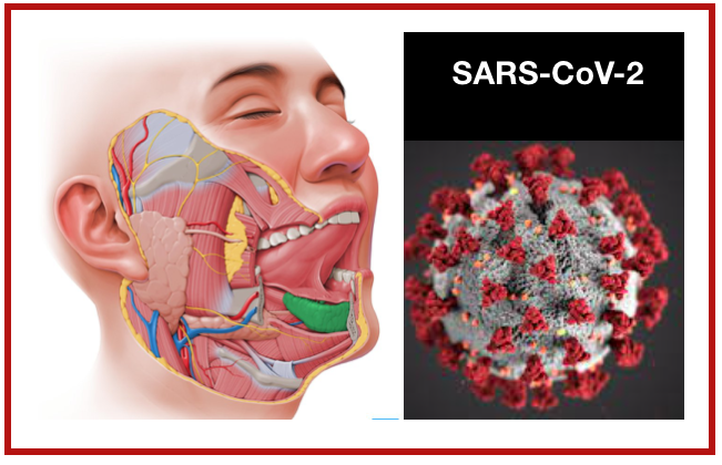 Cientistas encontram evidências de que o SARS-CoV-2 infeta as células da boca.